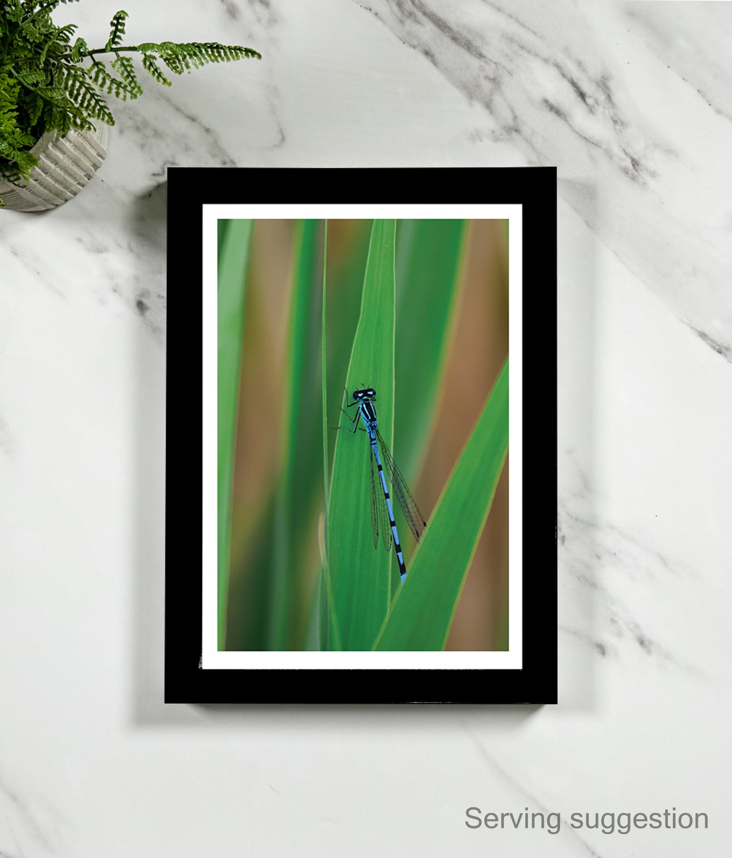 Xavier the Damselfly (portrait)