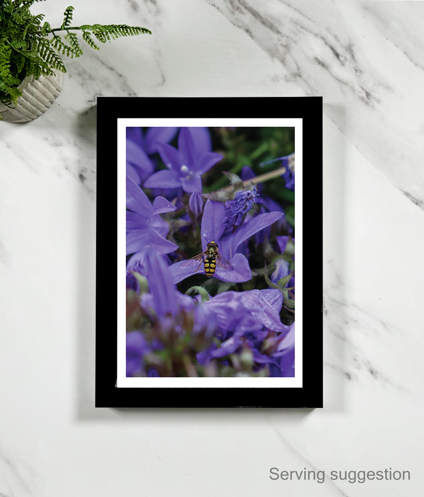 Michael the Hoverfly (portrait)