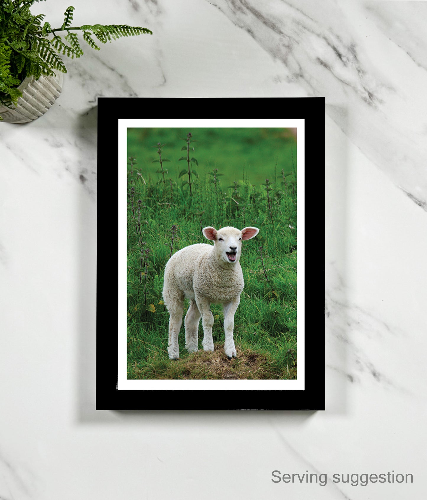 Peter the Lamb (portrait)