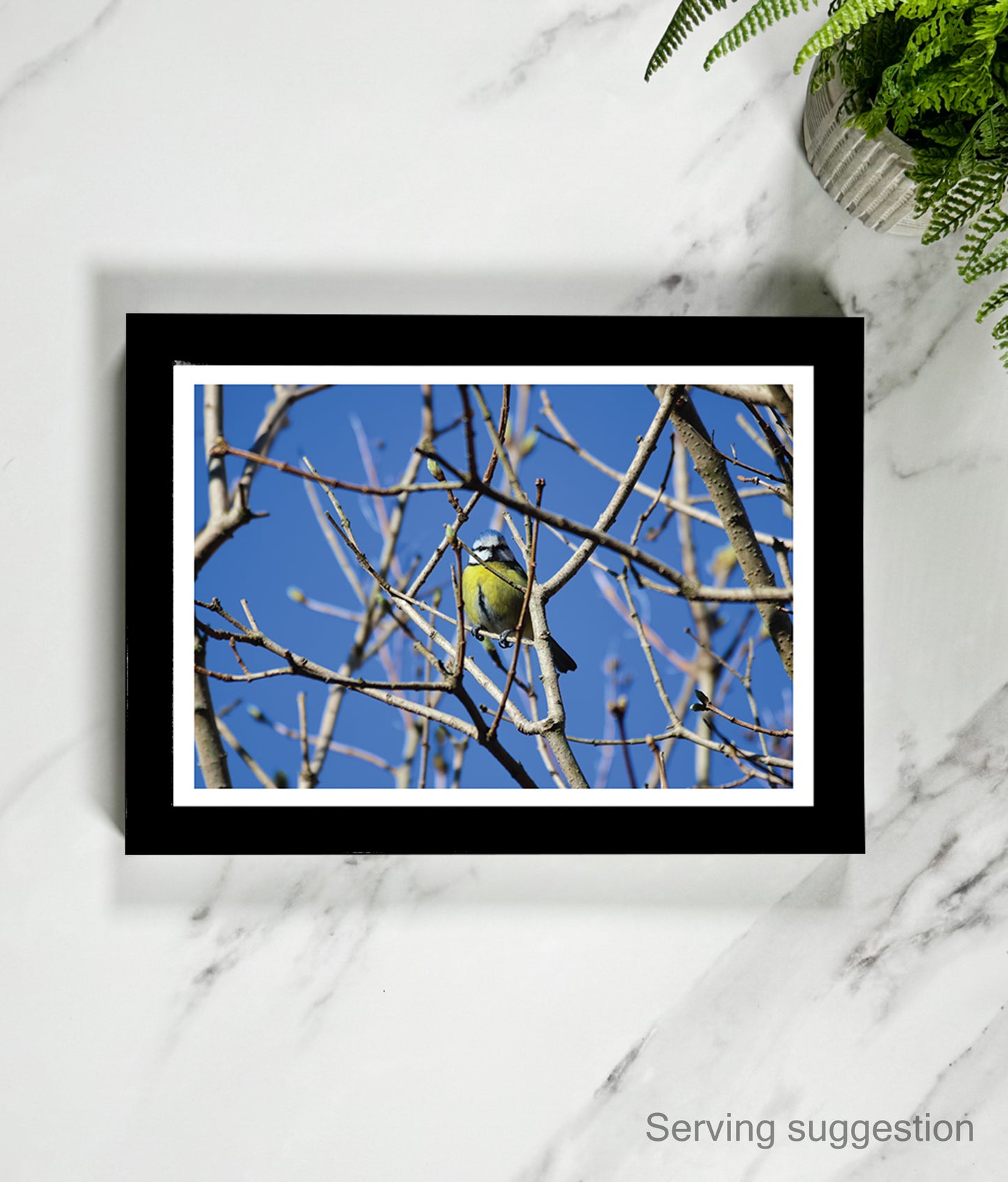 Ben the Blue Tit (landscape)
