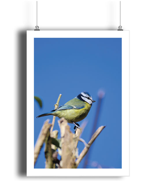 Nigel the Blue Tit (portrait)