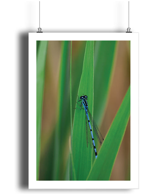 Xavier the Damselfly (portrait)