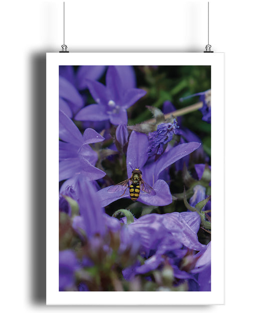 Michael the Hoverfly (portrait)