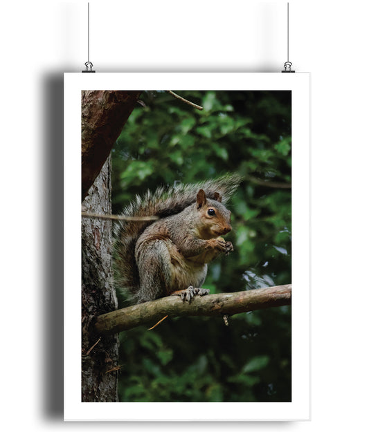 Steve the Grey Squirrel (portrait)