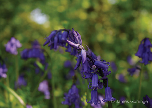 Bluebells Chiming (landscape)