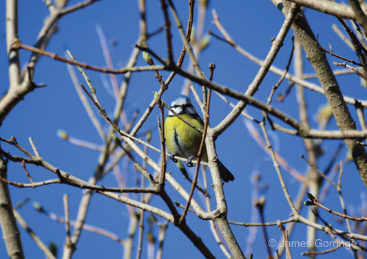 Ben the Blue Tit (landscape)
