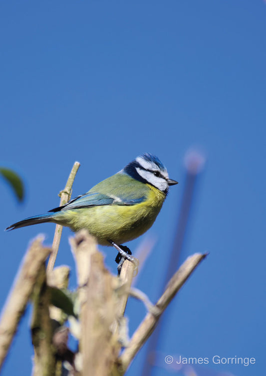 Nigel the Blue Tit (portrait)