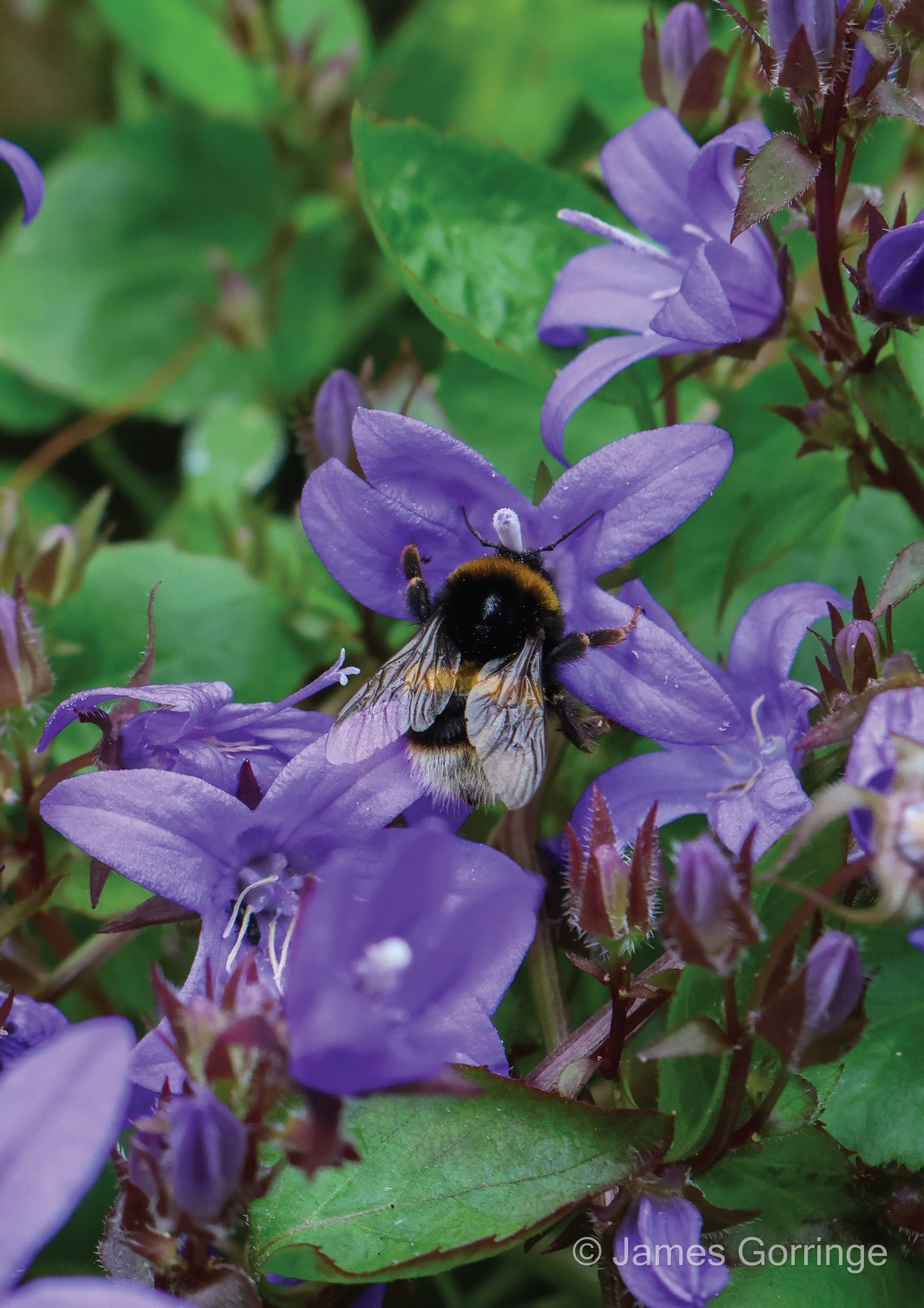 Yvonne the Bumblebee (portrait)