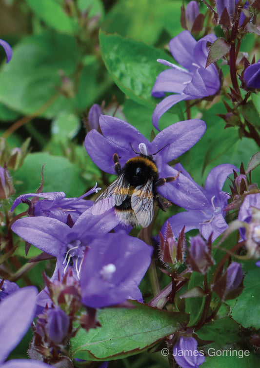 Yvonne the Bumblebee (portrait)