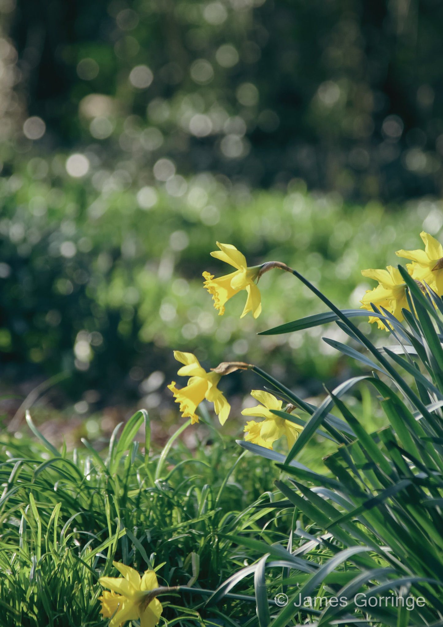 Daffodil Delusions (portrait)