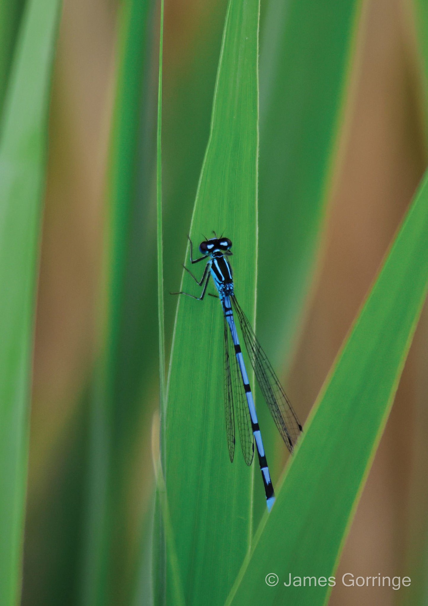 Xavier the Damselfly (portrait)