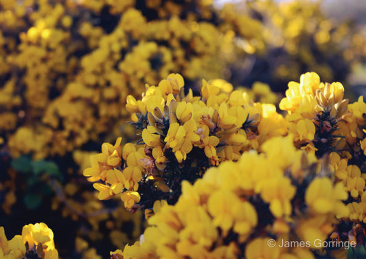 Gorseberries (landscape)