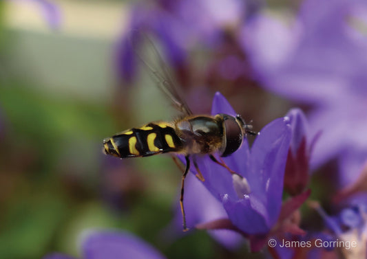 Jeremy the Hoverfly (landscape)