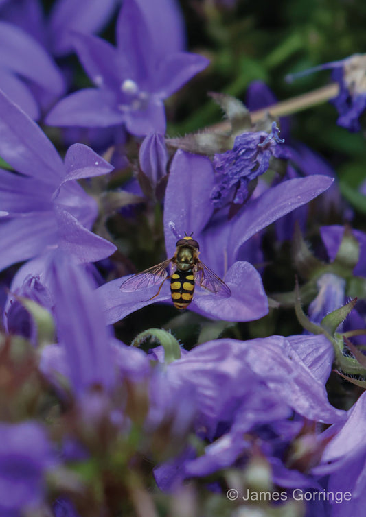 Michael the Hoverfly (portrait)
