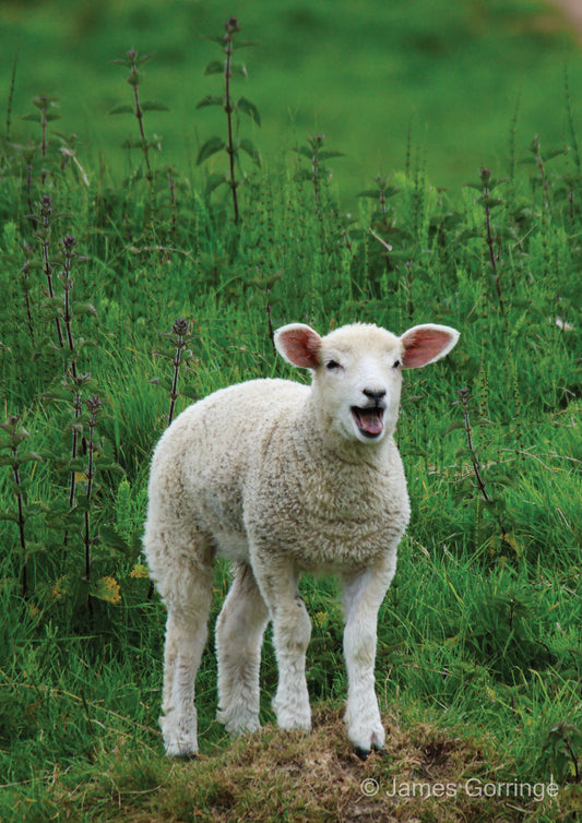 Peter the Lamb (portrait)