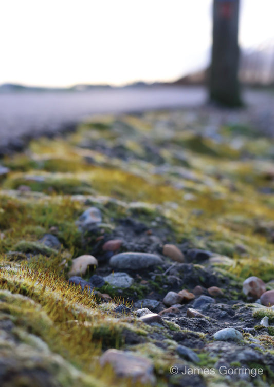 Mossy Takeover (portrait)