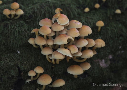 Sulphur Tuft (landscape)