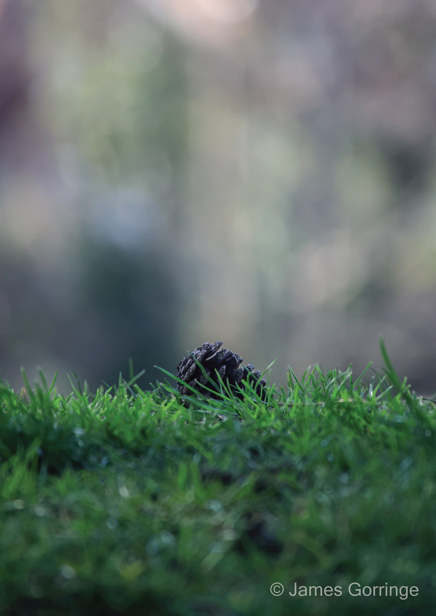 Pinecone Dreams (portrait)