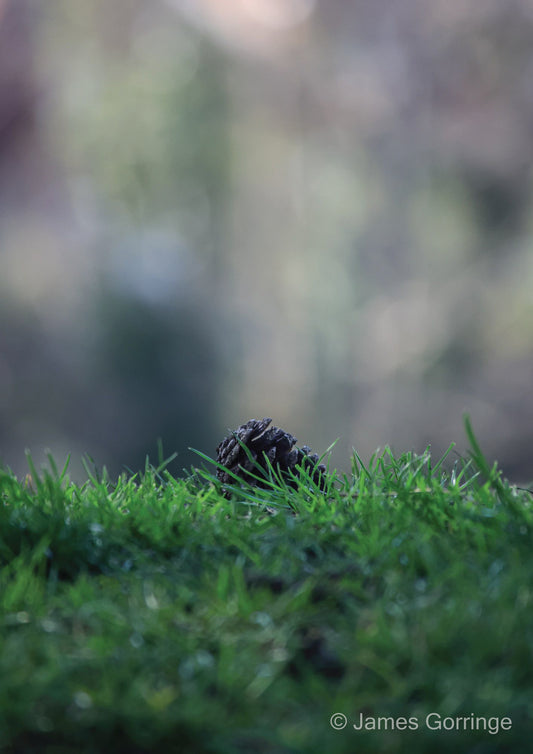 Pinecone Dreams (portrait)