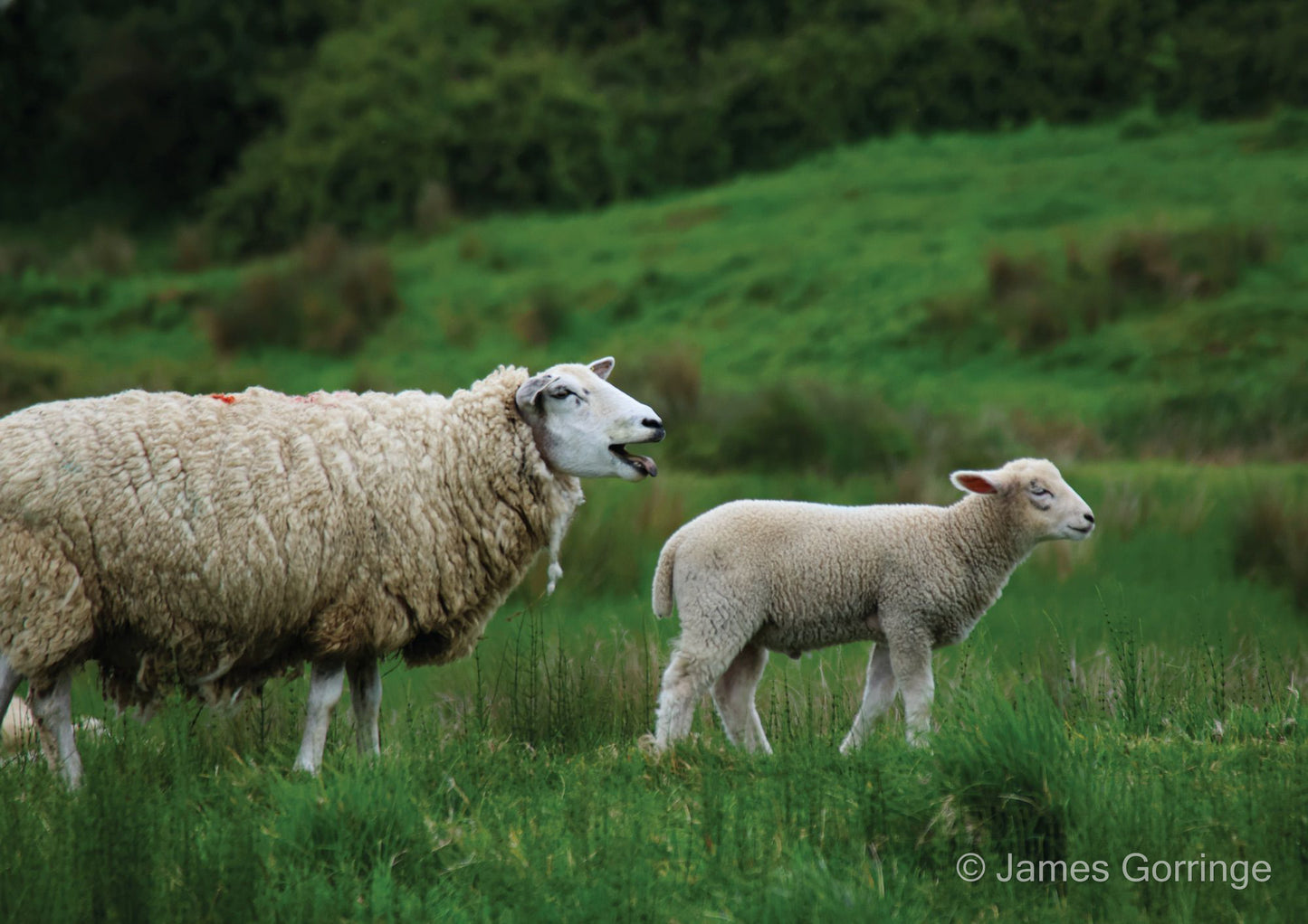 Follow The Herd (landscape)