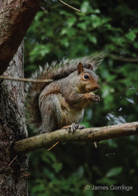 Steve the Grey Squirrel (portrait)