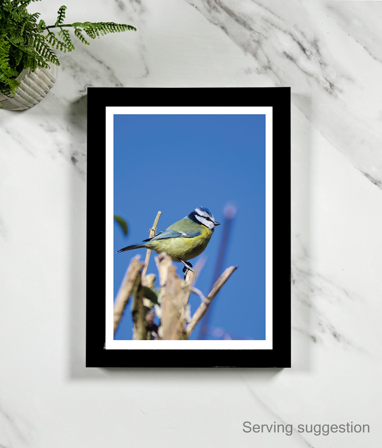 Nigel the Blue Tit (portrait)