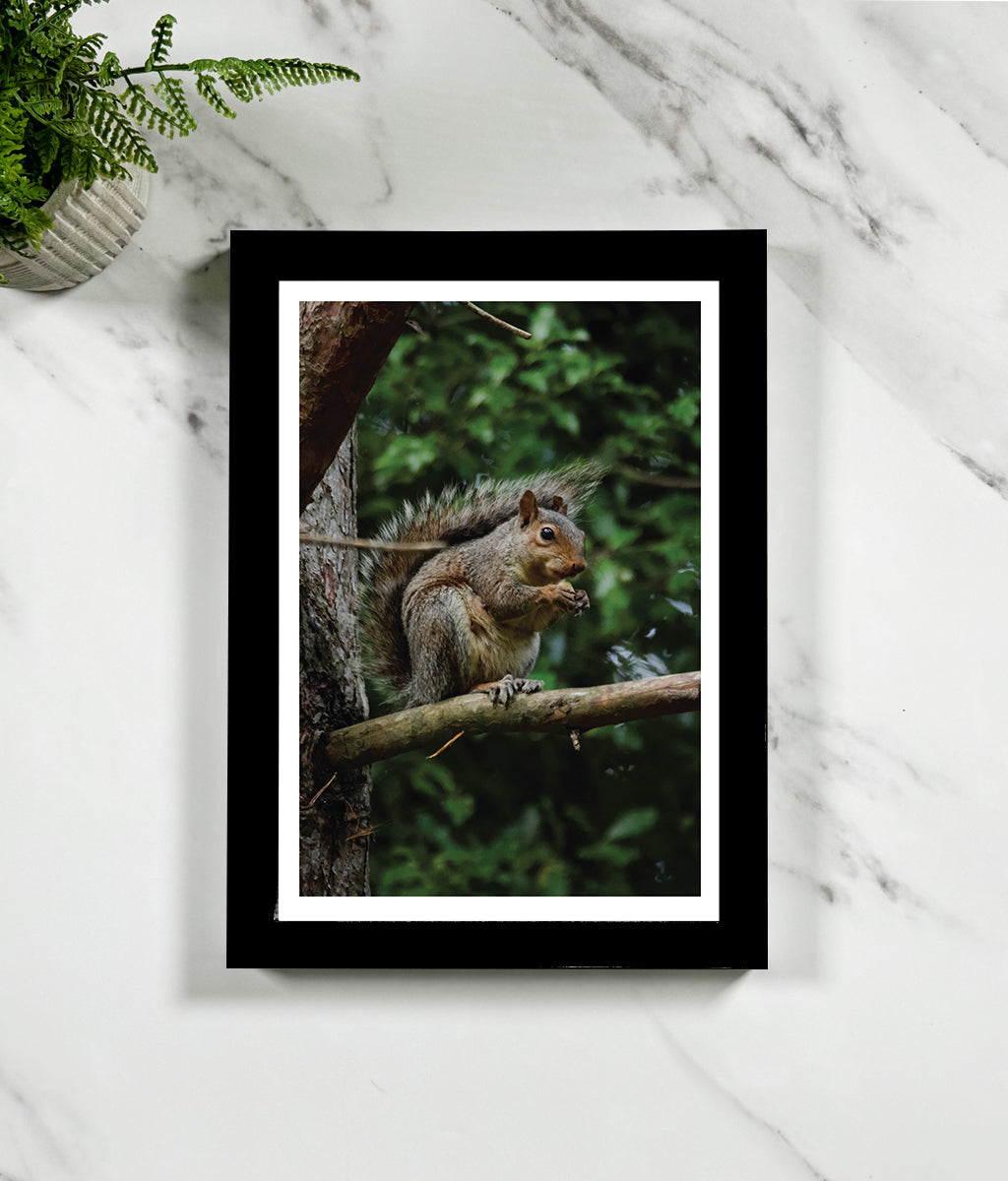 Steve the Grey Squirrel (portrait)