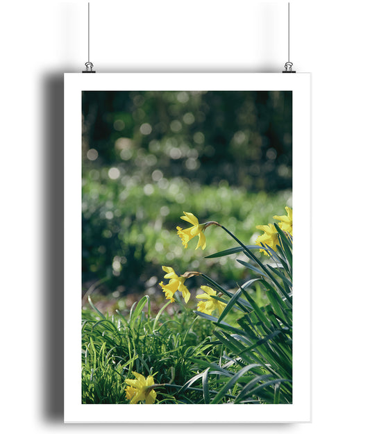 Daffodil Delusions (portrait)