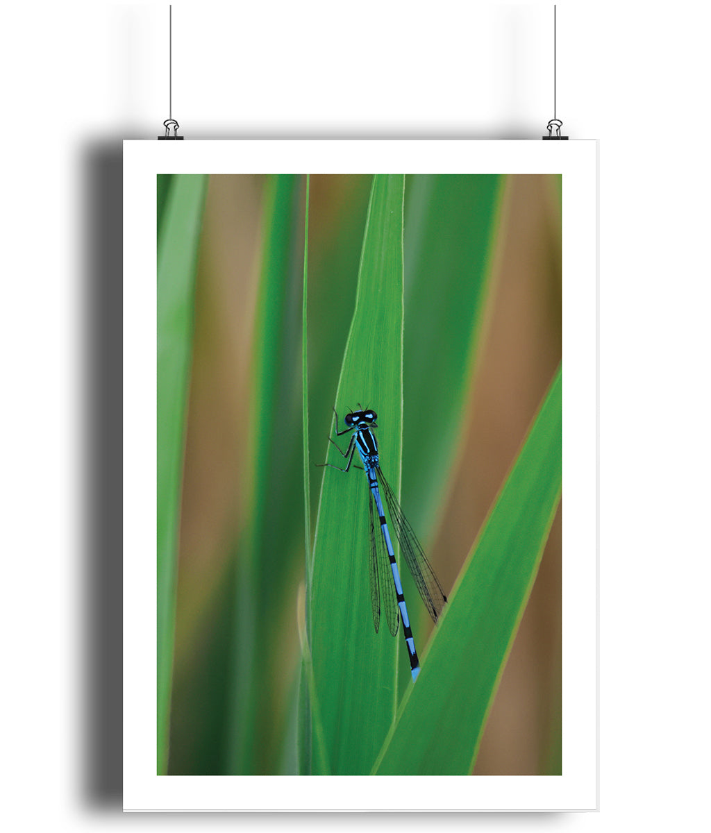 Xavier the Damselfly (portrait)
