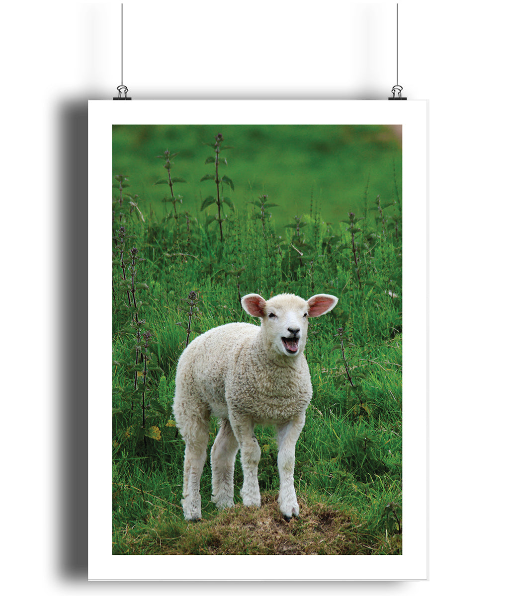 Peter the Lamb (portrait)