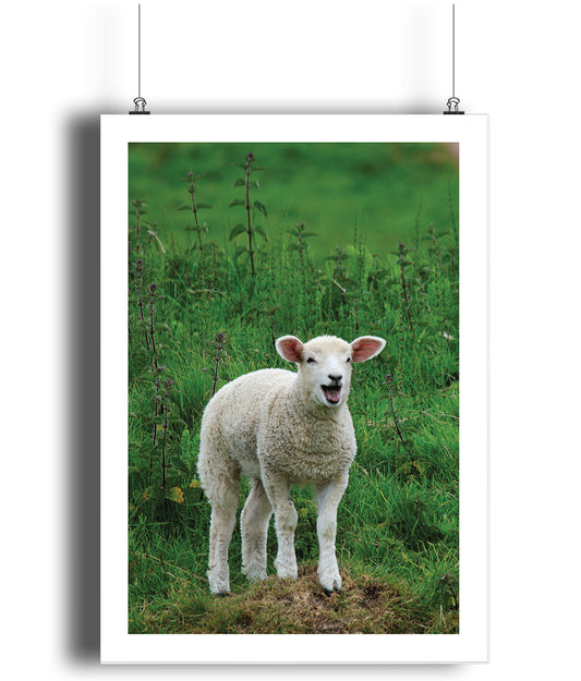 Peter the Lamb (portrait)