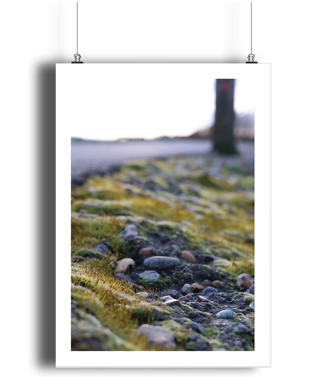 Mossy Takeover (portrait)