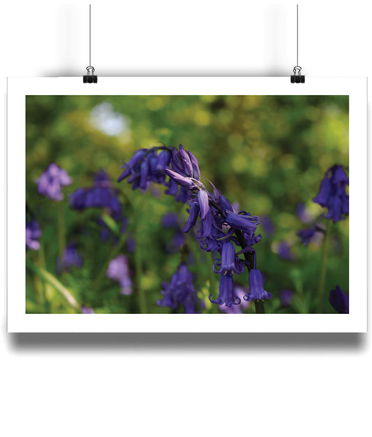 Bluebells Chiming (landscape)