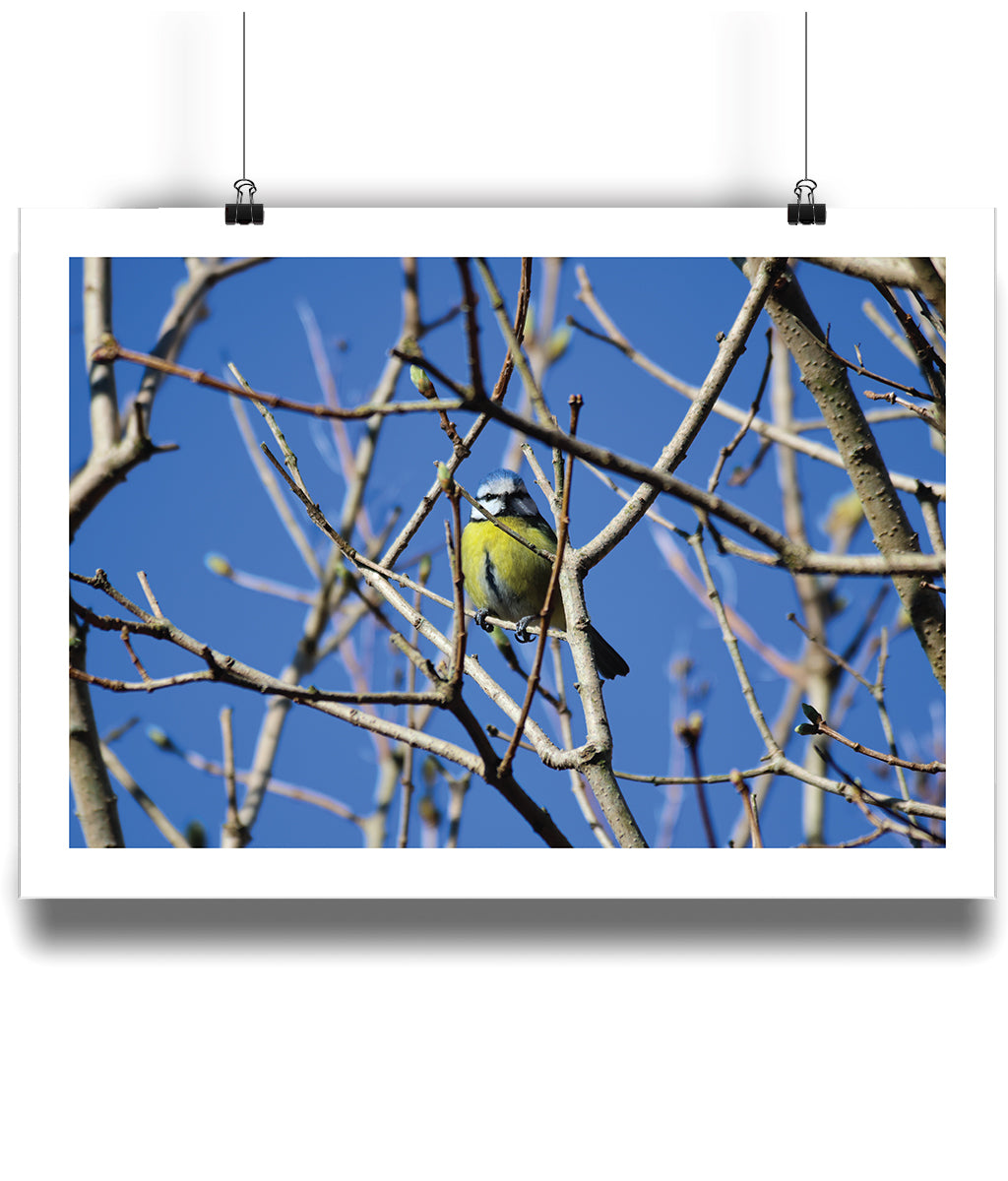 Ben the Blue Tit (landscape)