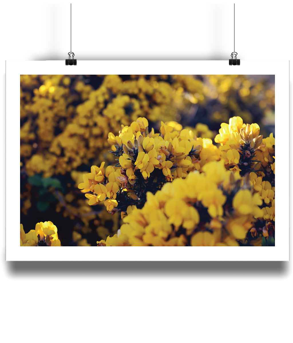 Gorseberries (landscape)