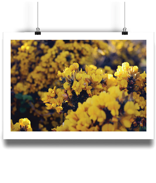 Gorseberries (landscape)