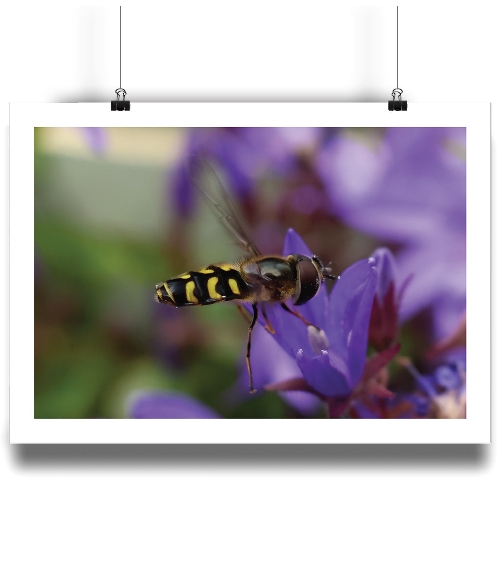 Jeremy the Hoverfly (landscape)