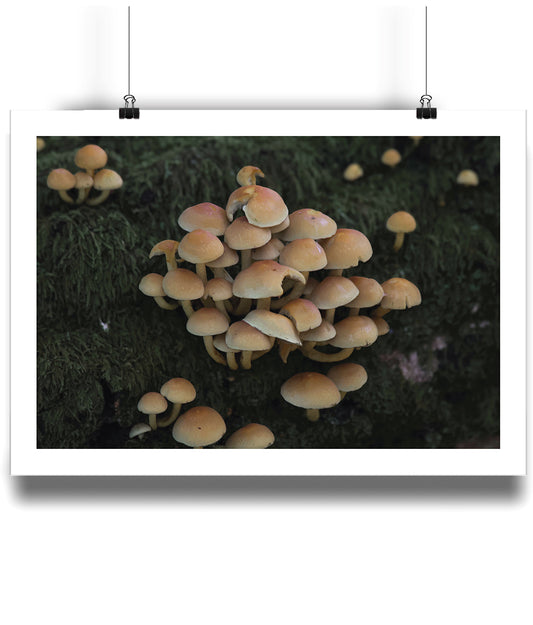 Sulphur Tuft (landscape)